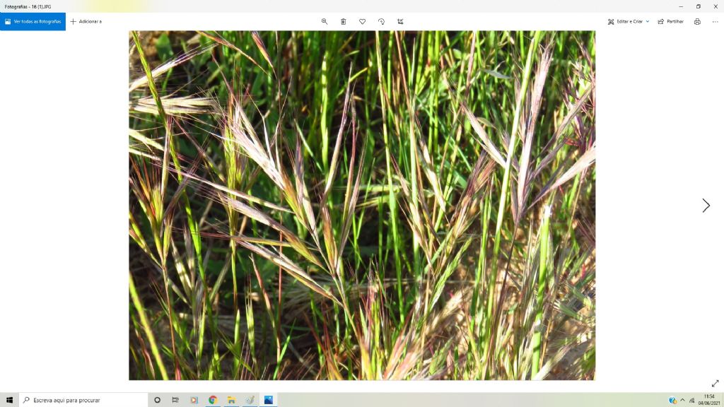 Bromus madritensis?